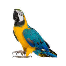 Parrots