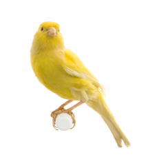 Canaries