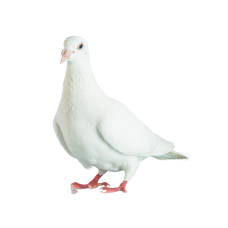 Doves
