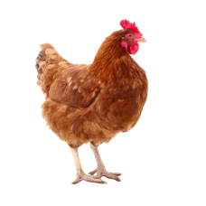 Chickens