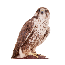 Falcons